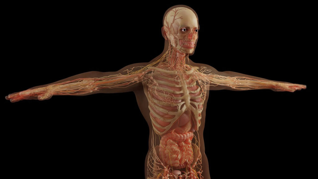 Anatomia e Cinesiologia